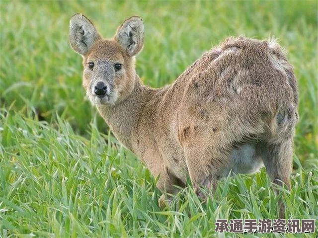 星际52区公测福利内容一览，技巧方法与独家福利全解析