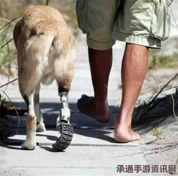 无双大蛇2终极版攻略大全，全人物关卡解锁与仙武坐骑一览