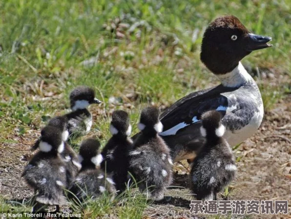 射雕吟咏雕梁画栋成就攻略，技巧方法与达成指南