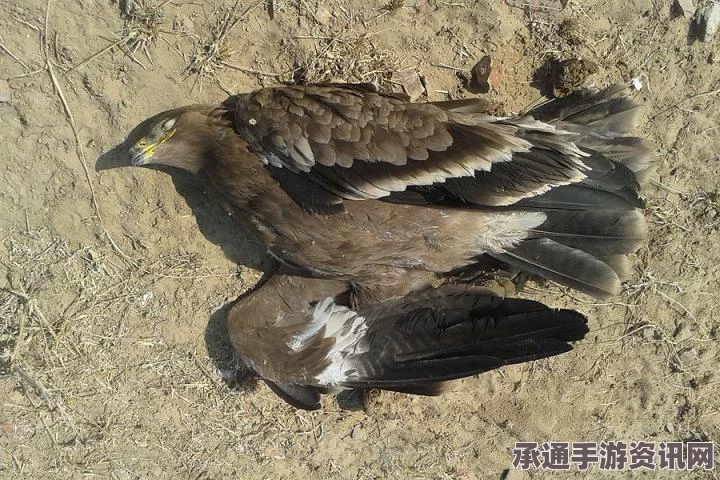 印度政府可能放松严格牲畜交易令，争议背后的考量与策略技巧