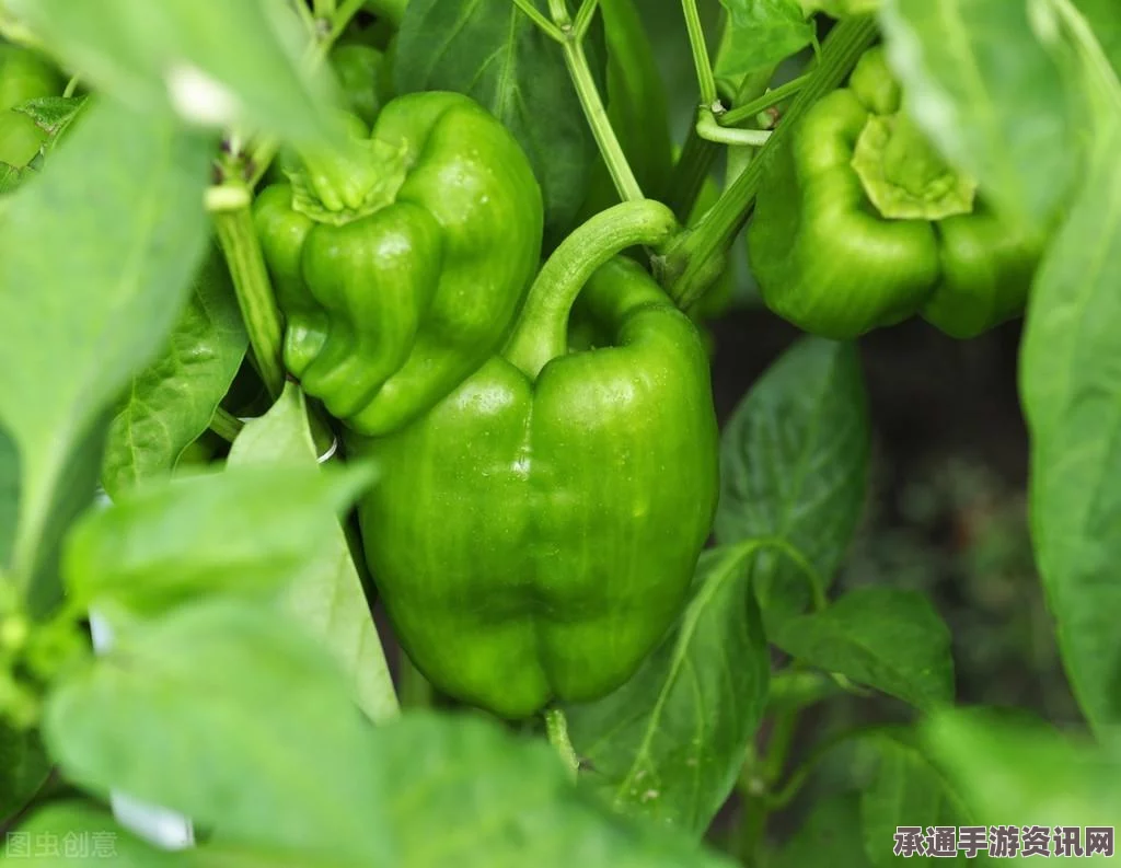 植物大战僵尸杂交版冒险第8关攻略详解与技巧分享指南