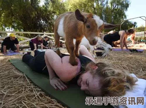 羊瑜伽席卷全美，小羊助学员挑战高难度动作的技巧与指南（附图）
