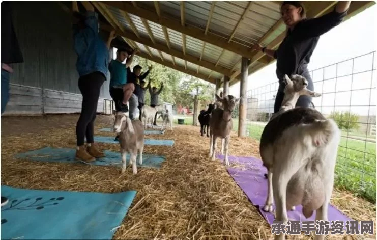 羊瑜伽席卷全美，小羊助学员挑战高难度动作的技巧与指南（附图）