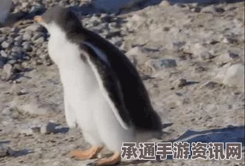 超梦幻展览，企鹅飞翔之梦在日本的实现—技巧方法与精彩瞬间揭秘
