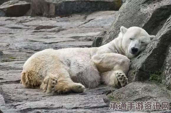 癫狂动物园价格及游玩技巧详解