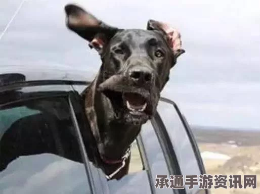 狗狗开车意外撞倒大树，故事背后的真相与应对技巧（附图详解）