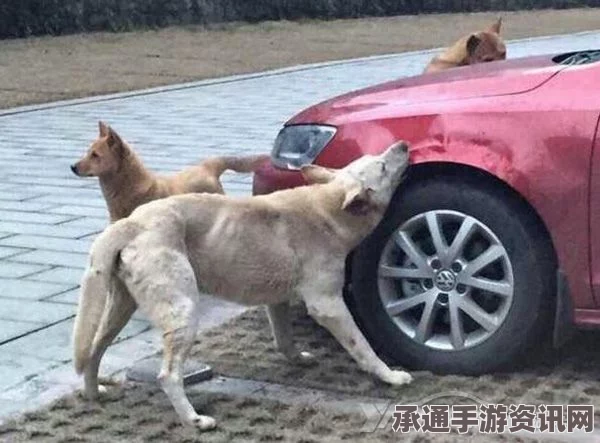 狗狗开车撞倒大树，无辜表情背后的故事与应对技巧（附图）