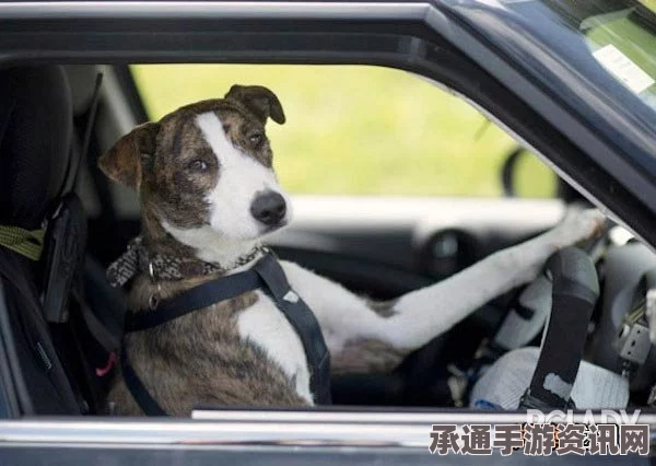 狗狗开车撞倒大树，无辜表情背后的故事与应对技巧（附图）