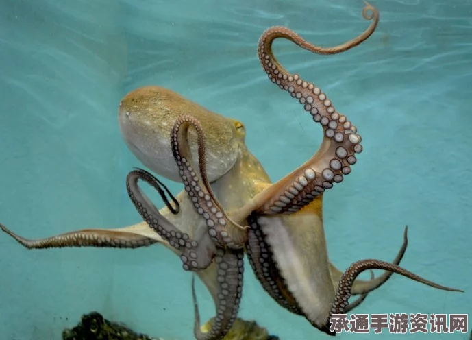 揭秘海洋生物探索技巧，透明章鱼新品种现身美海域（附图）