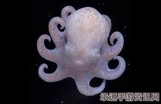 美海域发现新品种透明章鱼，神秘小精灵现身（图）揭秘探索海洋生物的技巧与方法