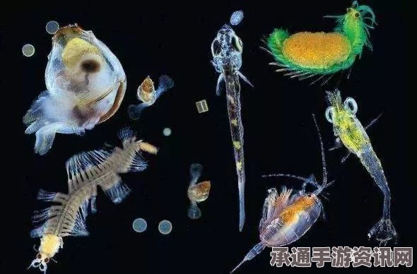 美海域发现新品种透明章鱼，神秘小精灵现身（图）揭秘探索海洋生物的技巧与方法