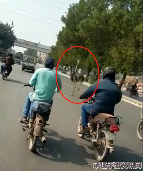 非洲一鸵鸟与自行车手公路赛跑走红网络，技巧方法与问答解析