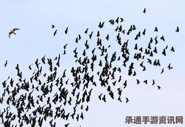 英国风暴中的乌鸦群飞，观察与记录的技巧方法