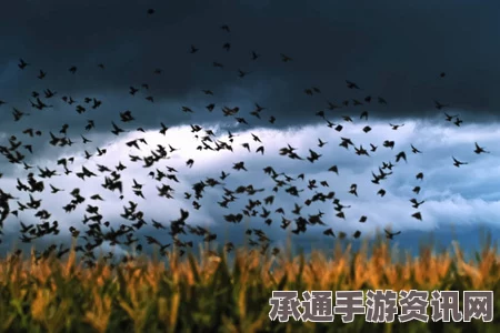 英国风暴中的乌鸦群飞，观察与记录的技巧方法