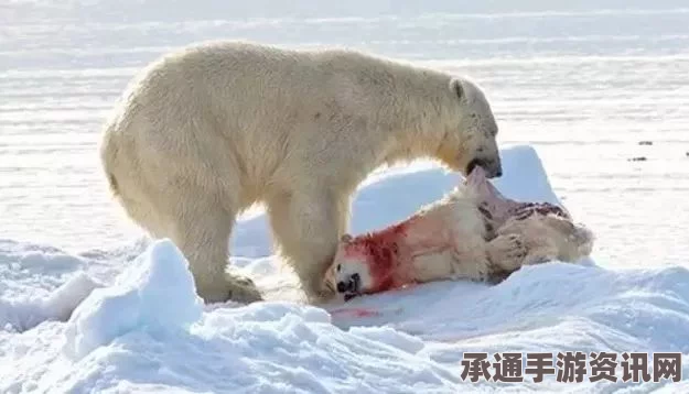 俄男子向北极熊扔活狗引发争议，目击者称行为实为救人？探究真相与应对之道