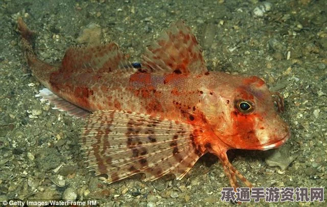 新西兰海滩惊现奇异鱼类，独特外貌引热议—超级大眼与隆起背部揭秘