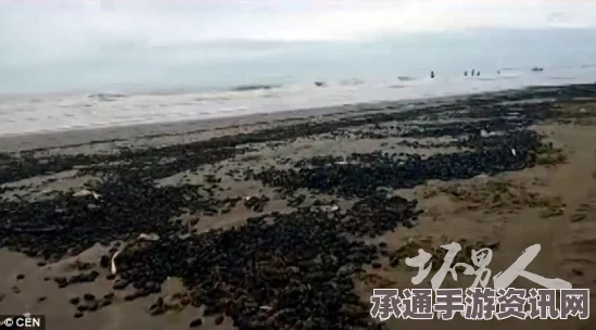 阿根廷海滩惊现大量黑色甲虫，神秘现象犹如恐怖电影现场（图文报道）