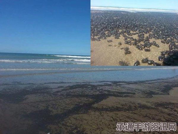 阿根廷海滩惊现大量黑色甲虫，神秘现象犹如恐怖电影现场（图文报道）