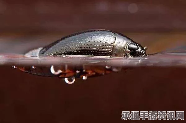地球最强！水上滑行新纪录的诞生—由甲虫创造，技巧与方法解析