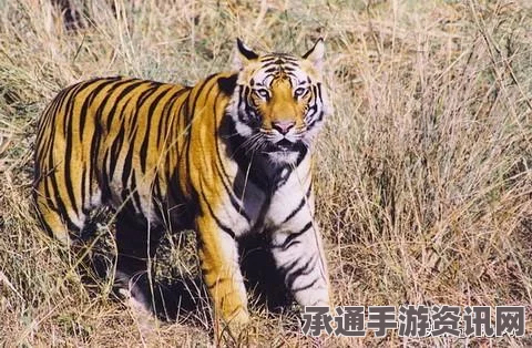 印尼苏门答腊岛海域发生7.9级强震，应对与旅游安全技巧方法解析及巴厘岛旅游影响观察