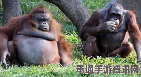 印尼森林大火引发猩猩生存危机，应对策略探讨