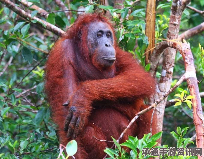 印尼东加里曼丹邦坦森林大火，三只猩猩遭难，我们如何应对？