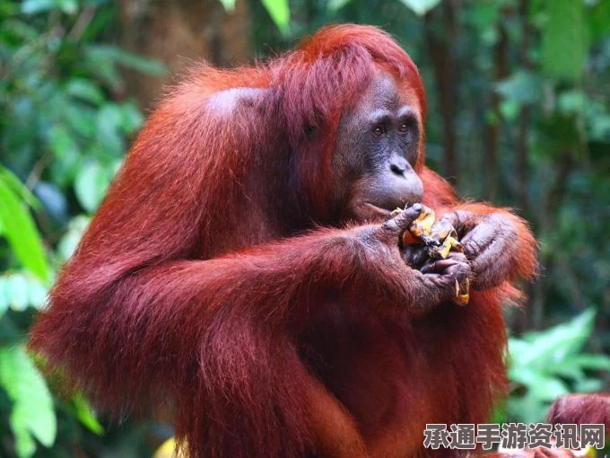 印尼东加里曼丹邦坦森林大火，三只猩猩遭难，我们如何应对？
