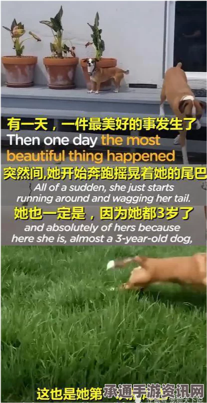 光遇大耳狗联动肉桂卷代币收集攻略，技巧、方法与问答指南（5月8日更新版）