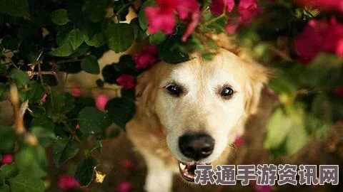 光遇肉桂卷代币攻略，大耳狗联动活动代币收集指南（5月6日）