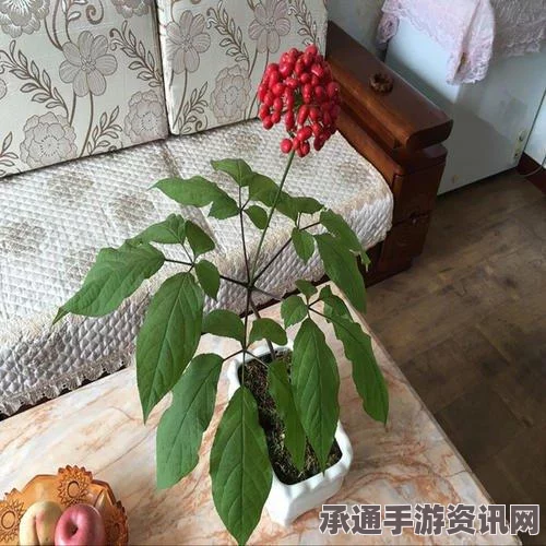 黑神话悟空泡酒物第六章攻略，获取方法与技巧全面解析
