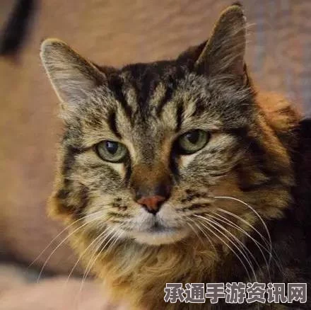 全球最长寿猫咪揭秘，26岁长寿秘诀与经验分享——相当于人类百岁以上长寿典范