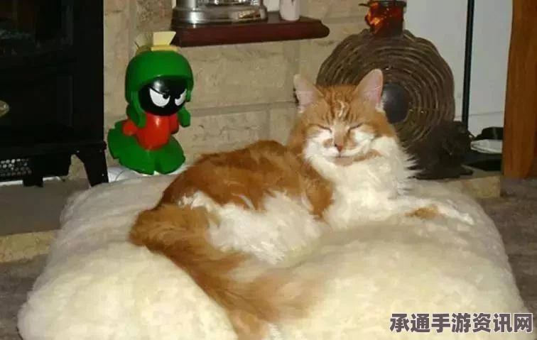 全球最长寿猫咪诞生，秘诀与经验分享—现年26岁相当于人类121岁