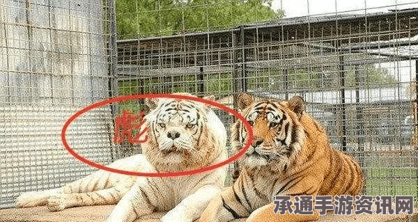 世界最丑白虎，人工繁殖的恶果与野生动物保护策略探讨