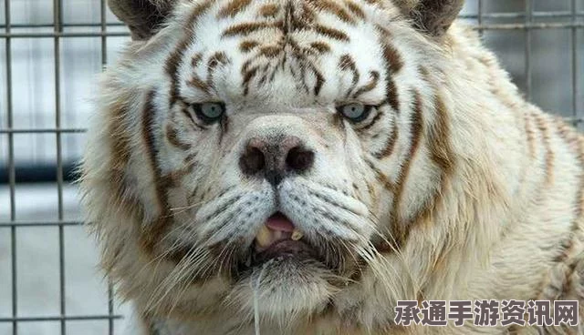 世界最丑白虎，人工近亲繁殖的恶果与保护动物的技巧方法