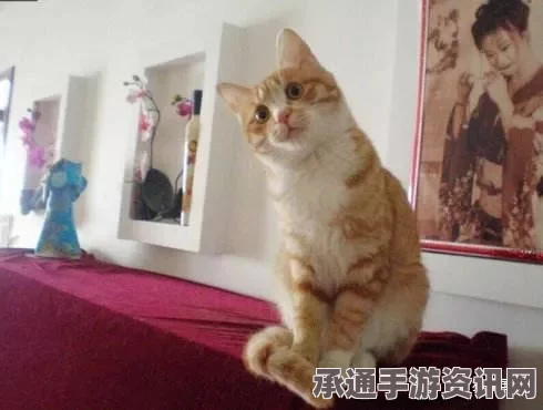 原神帽帽猫魔术大巡回活动攻略详解与DIY体验分享