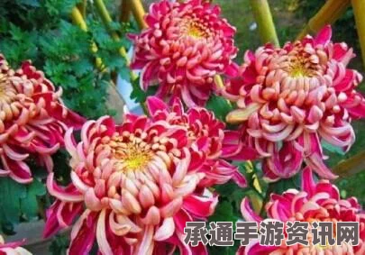 桃源深处有人家，菊花石蒜、报春花角堇的配种方案一览