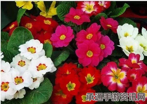 桃源深处有人家，菊花石蒜、报春花角堇的配种方案一览