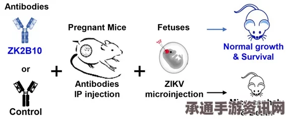 世界卫生组织，对抗寨卡病毒是一场长期斗争—策略、技巧与方法
