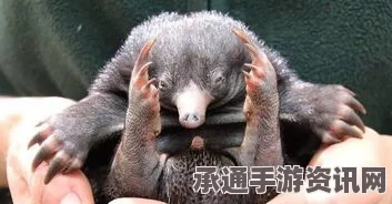 澳大利亚针鼹鼠玩电脑遭遇意外，鼻子被卡拔不出，防范技巧大揭秘