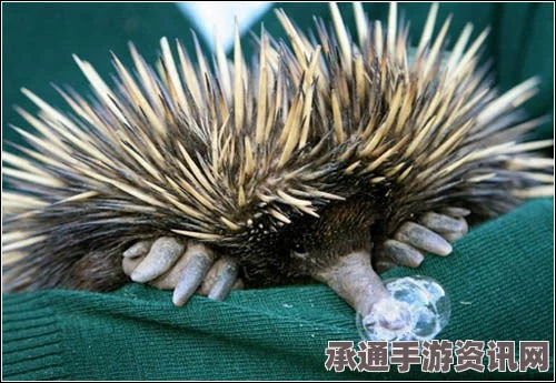 澳大利亚针鼹鼠玩电脑，意外将鼻子卡住拔不出—如何避免此类情况的技巧方法