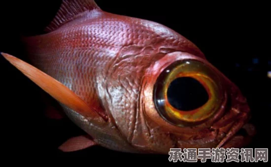 澳大利亚深海发现奇特生物，眼睛凸出的卡通外形
