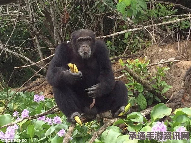 黑猩猩实验后的孤独三年，重逢人类时的深情拥抱与观察研究