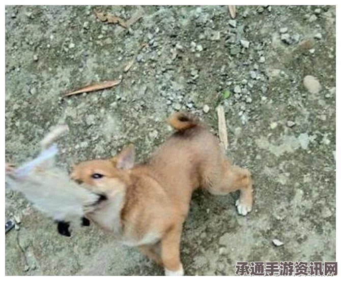 恶意不息，悬赏任务变异老鼠的追踪与攻略