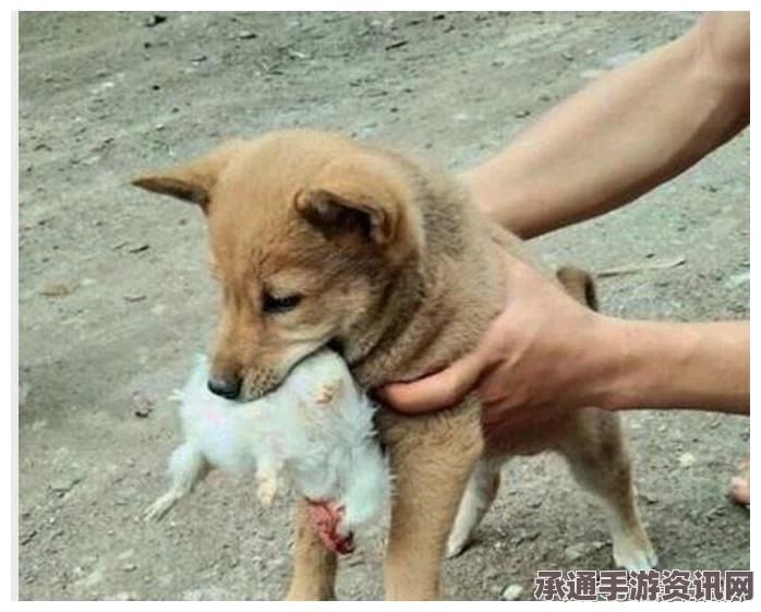恶意不息，悬赏任务变异老鼠的追踪与攻略