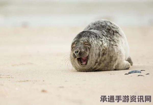 摄影师技巧分享，捕捉海豹日光浴的欢乐瞬间—附技巧方法与问答环节