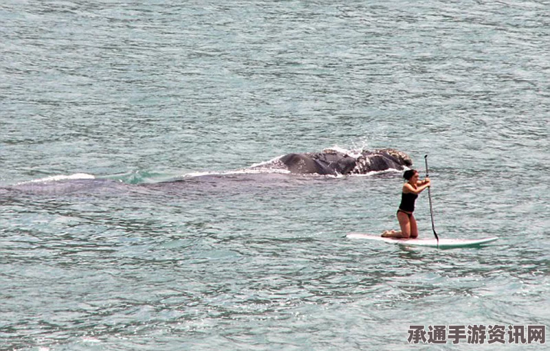 南非冲浪女子遭遇鲨鱼惊魂瞬间，引发社会关注与热议（图文报道）