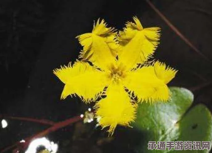 揭秘重现的史前植物，金色绒毛花瓣揭秘与探寻技巧方法（附图）