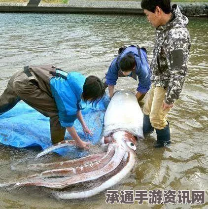 日海岸发现巨型乌贼尸体，海底世界是否发生异变？专家解读及图文揭秘