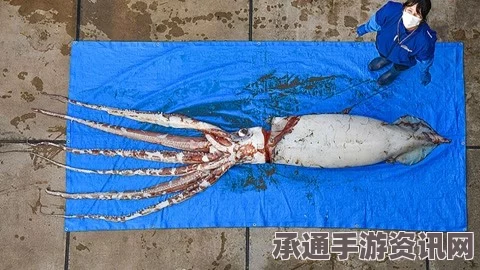 日海岸惊现巨型乌贼尸体，海底世界是否出现异变？专家解读与图文详解