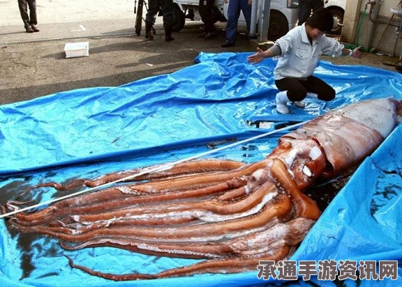 日海岸惊现巨型乌贼尸体，海底世界是否出现异变？专家解读与图文详解